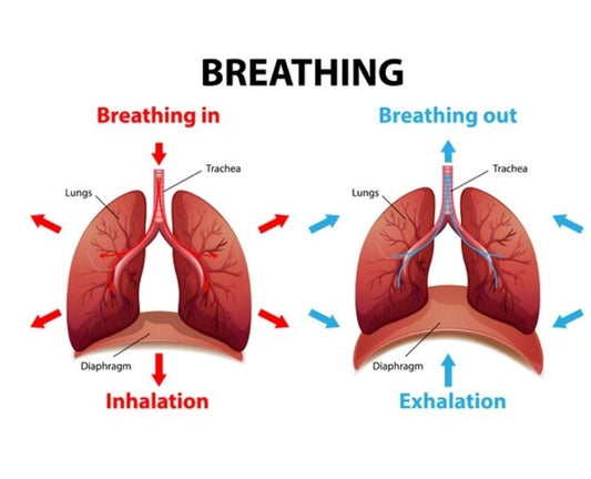 Breathing & Posture Alignment